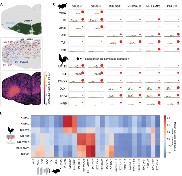 图2 小鼠和鸡GABA能神经元的保守增强子编码